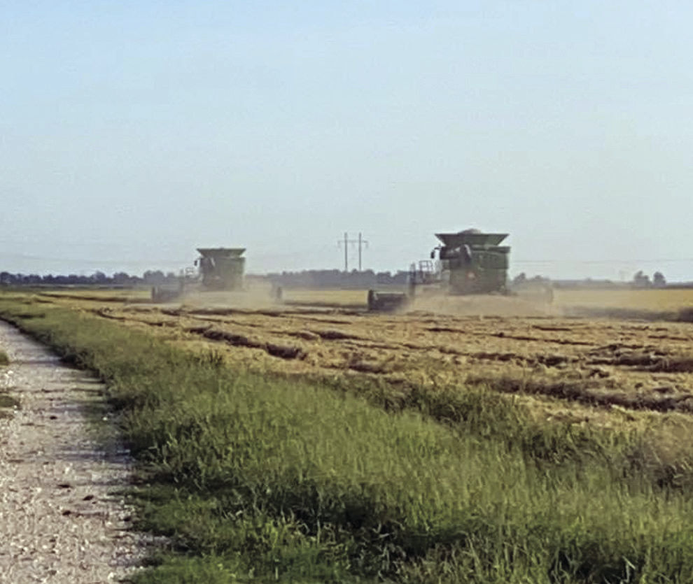 Harvest underway after rains